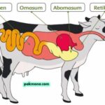 Sistem Percernaan Ruminansia – DUNIA PENDIDIKAN