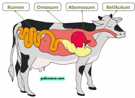 Sistem Percernaan Ruminansia – DUNIA PENDIDIKAN