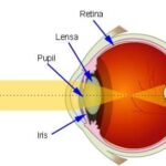 Cara Kerja Mata Kita – DUNIA PENDIDIKAN