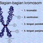 Apa itu Kromosom – DUNIA PENDIDIKAN