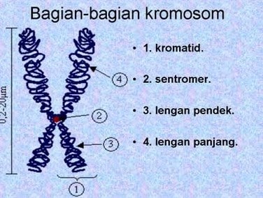 Apa itu Kromosom – DUNIA PENDIDIKAN