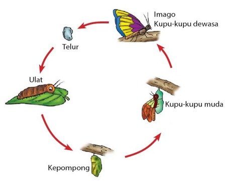 √ Metamorfosis Sempurna dan Tidak Sempurna [Lengkap]